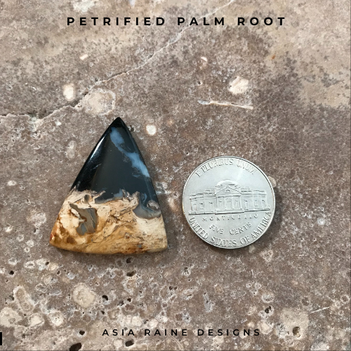 Petrified Palm Root